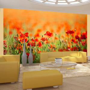 Fototapeta - Poppies in shiny summer day 450x270 cm