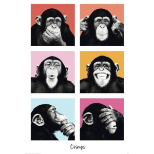 Plagát The Chimp - Pop 61x91,5 cm