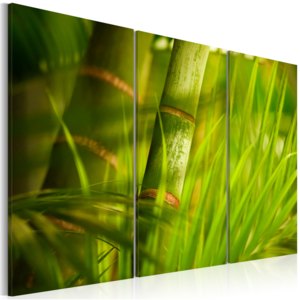 Obraz - Fresh green tropical grass