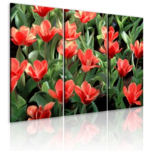 Obraz - Red tulips in bloom 120x80