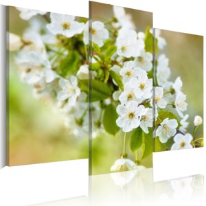 Obraz - White cherry flowers motif