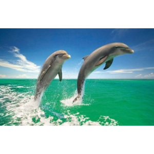 Fotoobraz - Dolphins