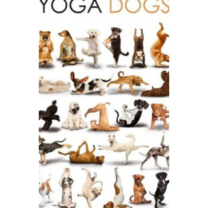 Fotoobraz - Psy a jóga