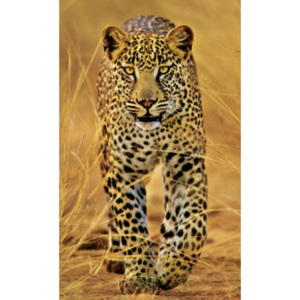 Fotoobraz - Leopard