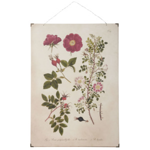 Botanický obraz Roses 50x70 cm