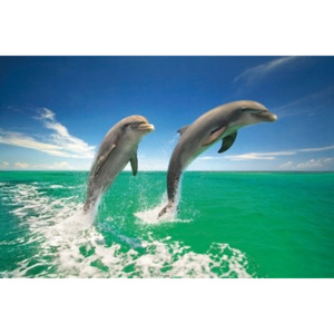 Plagát - Delfíny
