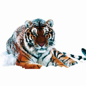 Fotoobraz - Siberian Tiger