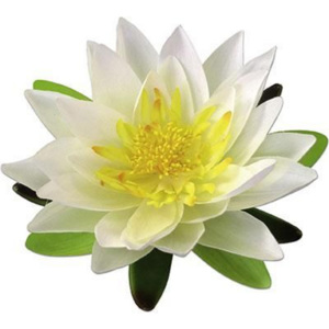 MÖMAX modern living Dekoračný Kvet Lotos krémová