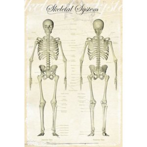 Plagát - Skeletal system