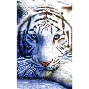 Fotoobraz - Biely tiger