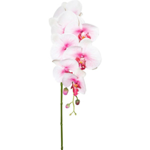 Orchidea Phalänopsis Sissi 87 cm