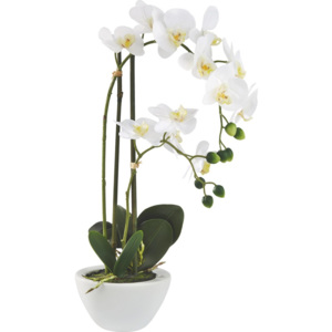 MÖMAX modern living Orchidea Phalänopsis Marie 50 cm