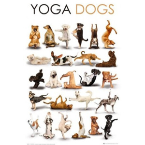 Plagát - Psy a jóga