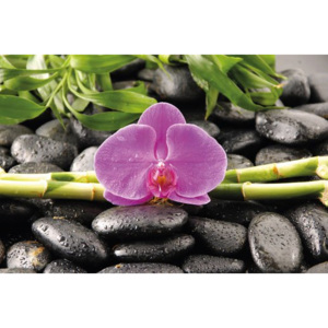 Plagát - Orchidee