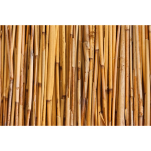 Bambusové tyče - rôzne rozmery dĺžka 240 cm priemer 24/26 mm