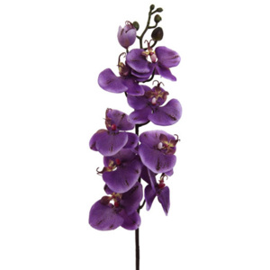 MÖMAX modern living Orchidea Phalänopsis Gundula 98 cm