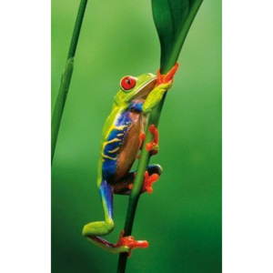 Fotoobraz - Red-eyed treefrog