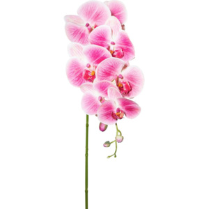 Orchidea Phalänopsis Sissi 87 cm