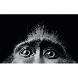Fotoobraz - Tim Flach (Monkey Eyes)