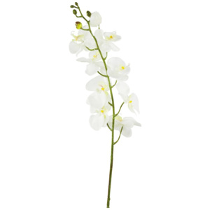 MÖMAX modern living Orchidea Phalänopsis Gundula 98 cm