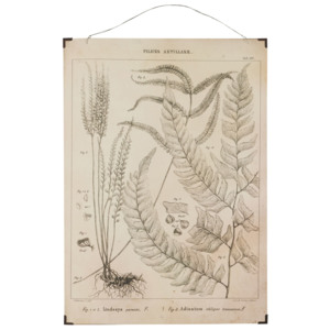 Botanický obraz Fern leaves 50x70 cm