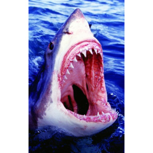 Fotoobraz - Great White Shark