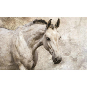 Obraz na plátne: Kôň - 75x100 cm