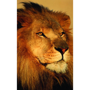 Fotoobraz - African Lion (Close-Up)
