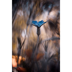 Umelecká fotografia The Blue Crown, Fabien Bravin