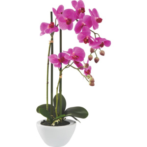 MÖMAX modern living Orchidea Phalänopsis Maire 50 cm