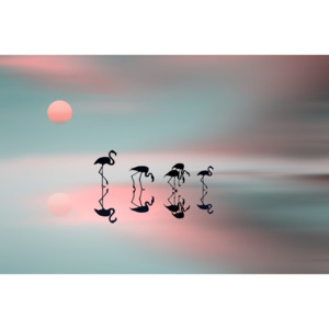 Umelecká fotografia Family flamingos, Natalia Baras