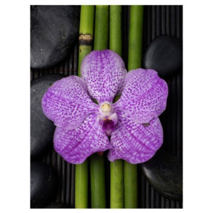 MISDA Obraz na plátne fialová orchidea s bambusom