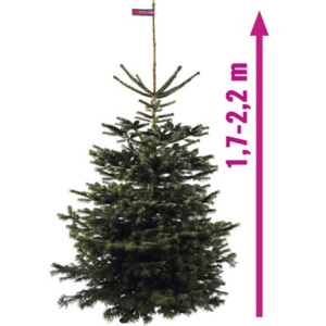Živý vianočný stromček jedľa dánska Nordmann Gold 170-220 cm