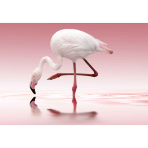 Fototapeta, Tapeta Flamingo, (254 x 184 cm)