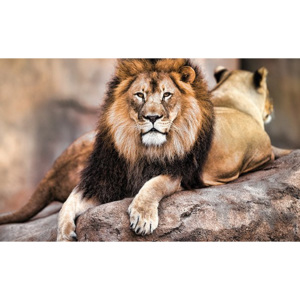Fotoobraz - Kráľovský lev