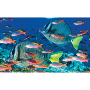 Fotoobraz - Exotické rybky (2)