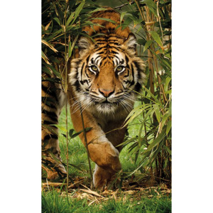 Fotoobraz - Tiger v bambusu