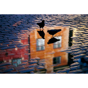 Umelecká fotografia Pigeons, Allan Wallberg
