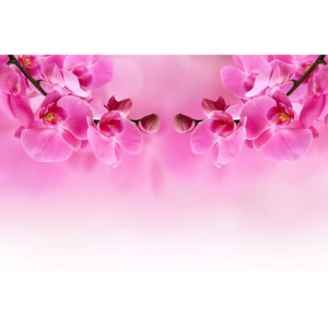Ružová tapeta - Orchidea 267 - vodolepiaca