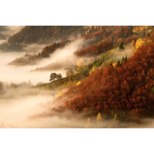 Umelecká fotografia November's fog, Bor