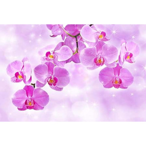 Fototapeta Orchidea 24430 - vodolepiaca