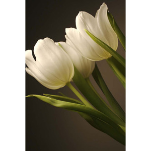 Obraz - Biele tulipány zv24153