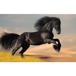 Obraz Čierny Kôň zs128