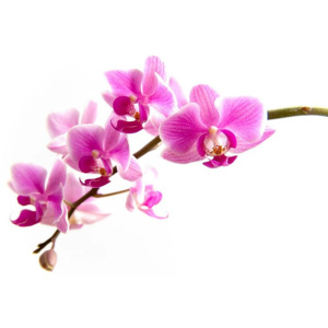 Fototapeta Ružová orchidea 99 - vodolepiaca