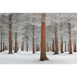 Umelecká fotografia magical forest, Dragisa Petrovic