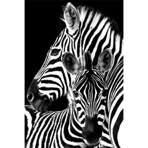 Plagát - Zebra
