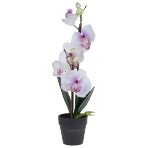 Orchidea v kvetináči biela, 38 cm