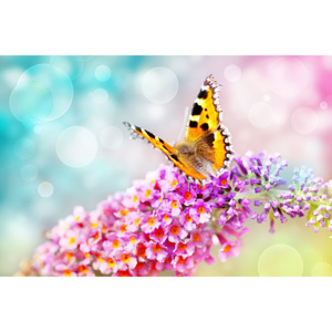 Tapeta Flower Butterfly 29195 - vodolepiaca