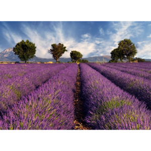 Fototapeta Provence Levandule FM0366