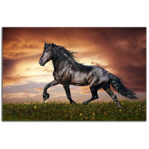 Obraz Kôň Mustang 29214